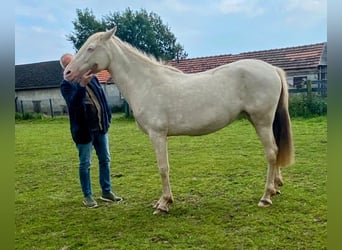 PRE, Yegua, 8 años, 160 cm, Perla