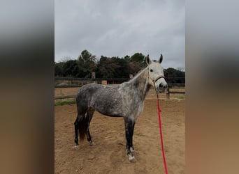 PRE Mestizo, Yegua, 8 años, 160 cm, Tordo