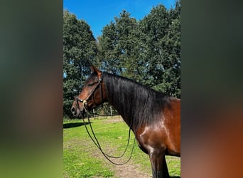 PRE, Yegua, 8 años, 160 cm