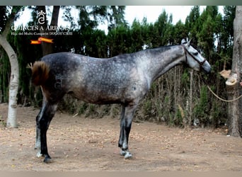 PRE, Yegua, 8 años, 162 cm, Tordo