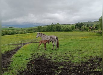 PRE, Yegua, 8 años, 163 cm
