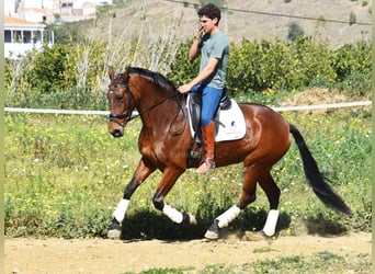 PRE Mestizo, Yegua, 8 años, 163 cm, Castaño