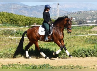 PRE Mestizo, Yegua, 8 años, 163 cm, Castaño