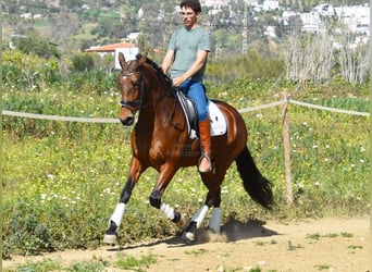 PRE Mestizo, Yegua, 8 años, 163 cm, Castaño