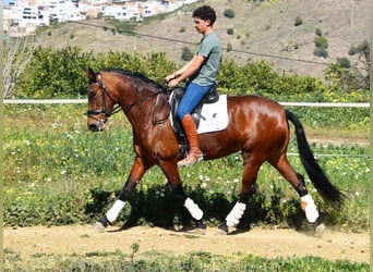 PRE Mestizo, Yegua, 8 años, 163 cm, Castaño