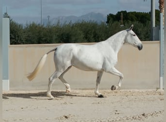 PRE, Yegua, 8 años, 163 cm, Tordo