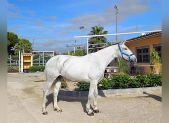 PRE, Yegua, 8 años, 163 cm, Tordo