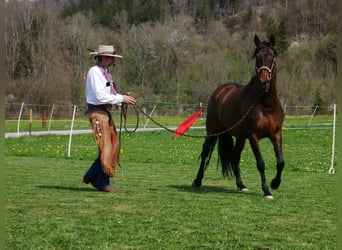PRE Mestizo, Yegua, 8 años, 164 cm, Castaño