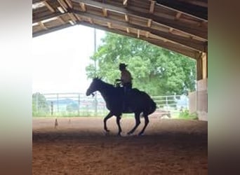 PRE Mestizo, Yegua, 8 años, 164 cm, Castaño