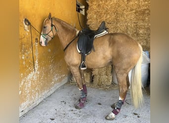 PRE Mestizo, Yegua, 8 años, 164 cm, Palomino