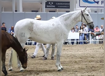 PRE Mestizo, Yegua, 8 años, 165 cm, Tordo