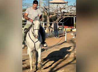 PRE Mestizo, Yegua, 8 años, 165 cm, Tordo