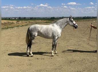 PRE Mestizo, Yegua, 8 años, 167 cm, Tordo