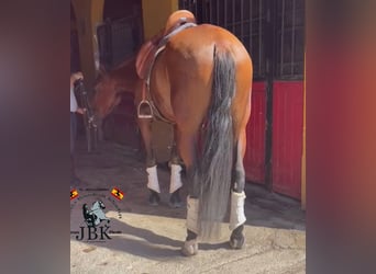 PRE, Yegua, 8 años, 170 cm, Castaño