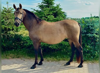 PRE, Yegua, 9 años, 150 cm, Buckskin/Bayo