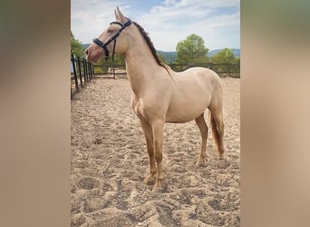 PRE, Yegua, 9 años, 150 cm, Buckskin/Bayo
