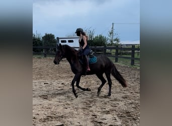 PRE Mestizo, Yegua, 9 años, 155 cm, Castaño