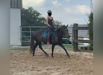 PRE Mestizo, Yegua, 9 años, 155 cm, Castaño