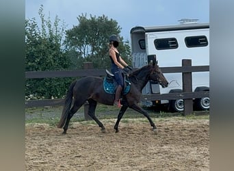 PRE Mestizo, Yegua, 9 años, 155 cm, Castaño