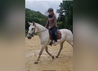 PRE Mestizo, Yegua, 9 años, 157 cm, Tordo