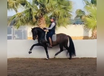 PRE, Yegua, 9 años, 160 cm, Castaño oscuro