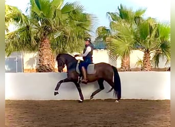 PRE, Yegua, 9 años, 160 cm, Castaño oscuro