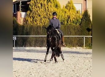 PRE, Yegua, 9 años, 160 cm, Castaño oscuro