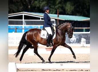 PRE, Yegua, 9 años, 160 cm, Castaño oscuro