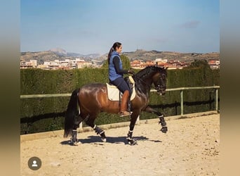 PRE, Yegua, 9 años, 160 cm, Castaño oscuro