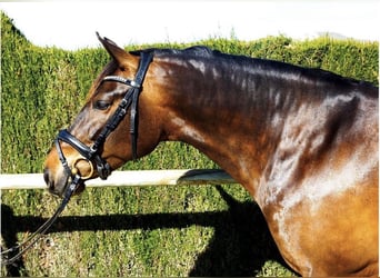 PRE, Yegua, 9 años, 160 cm, Castaño oscuro