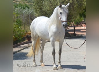 PRE Mestizo, Yegua, 9 años, 160 cm, Tordo picazo