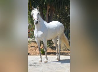 PRE Mestizo, Yegua, 9 años, 160 cm, Tordo picazo