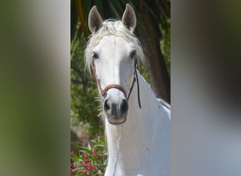 PRE Mestizo, Yegua, 9 años, 160 cm, Tordo picazo