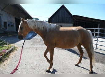 PRE, Yegua, 9 años, 162 cm, Palomino