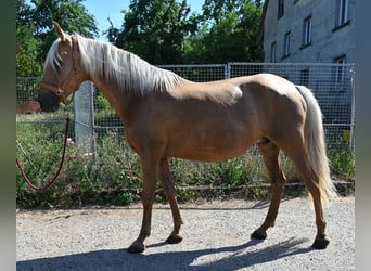 PRE, Yegua, 9 años, 162 cm, Palomino