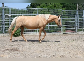 PRE, Yegua, 9 años, 162 cm, Palomino