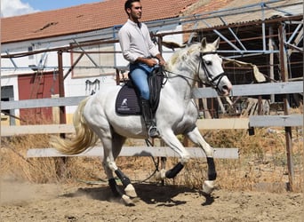PRE, Yegua, 9 años, 162 cm, Tordo
