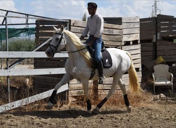 PRE, Yegua, 9 años, 162 cm, Tordo