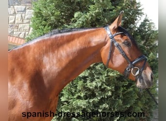 PRE Mestizo, Yegua, 9 años, 166 cm, Castaño