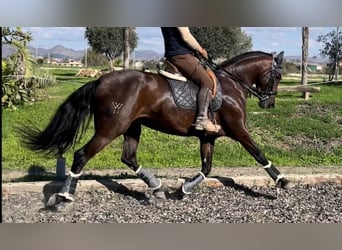 PRE Mestizo, Yegua, 9 años, 167 cm, Castaño