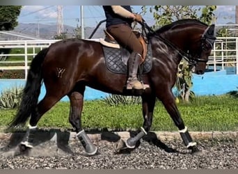 PRE Mestizo, Yegua, 9 años, 167 cm, Castaño