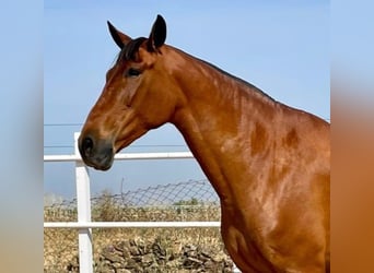 PRE Mestizo, Yegua, 9 años, 175 cm, Castaño rojizo