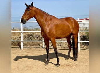 PRE Mestizo, Yegua, 9 años, 175 cm, Castaño rojizo
