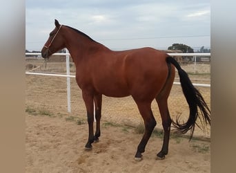 PRE Mestizo, Yegua, 9 años, 175 cm, Castaño rojizo