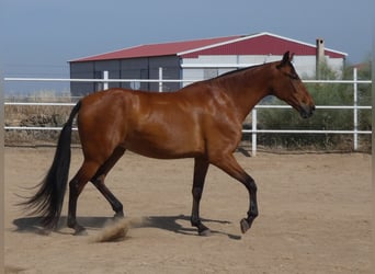 PRE Mestizo, Yegua, 9 años, 175 cm, Castaño rojizo