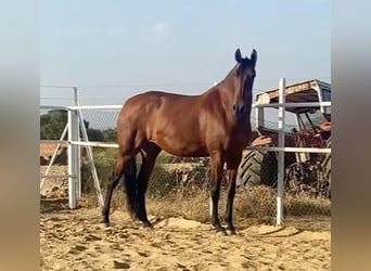 PRE Mestizo, Yegua, 9 años, 175 cm, Castaño rojizo