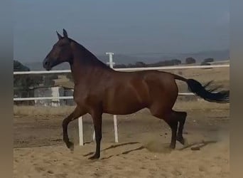 PRE Mestizo, Yegua, 9 años, 175 cm, Castaño rojizo