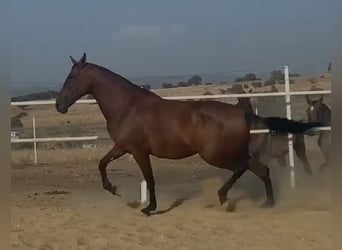 PRE Mestizo, Yegua, 9 años, 175 cm, Castaño rojizo