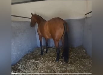 PRE Mestizo, Yegua, 9 años, 175 cm, Castaño rojizo
