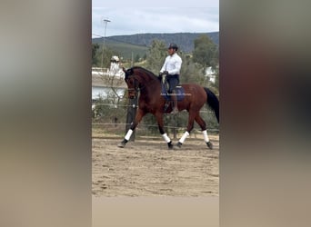 PRE Mestizo, Yegua, 9 años, 180 cm, Castaño